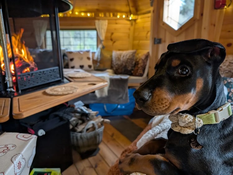 A black and brown dog with a green collar is sat on some blankets, facing towards the central grill in a BBQ log cabin. The cabin is warmly lit by the fire and fairy lights around the walls of the hut.
